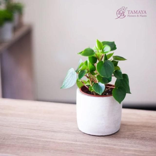 玉屋TAMAYA 心願椒草盆栽(觀葉植物 盆栽 開幕升遷 發表會 生日祝賀 告白 紀念日 畢業祝福)