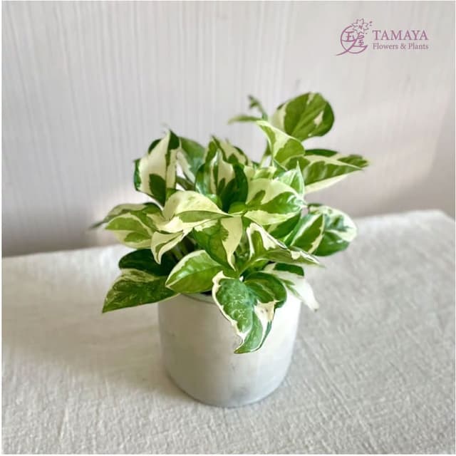 玉屋TAMAYA 白金葛盆栽(觀葉植物 開幕升遷 發表會 生日祝賀 告白 紀念日 畢業祝福)