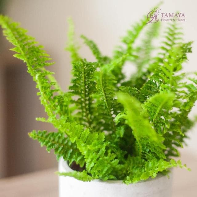 玉屋TAMAYA 蕾絲蕨盆栽(觀葉植物 開幕升遷 發表會 生日祝賀 告白 紀念日 畢業祝福)