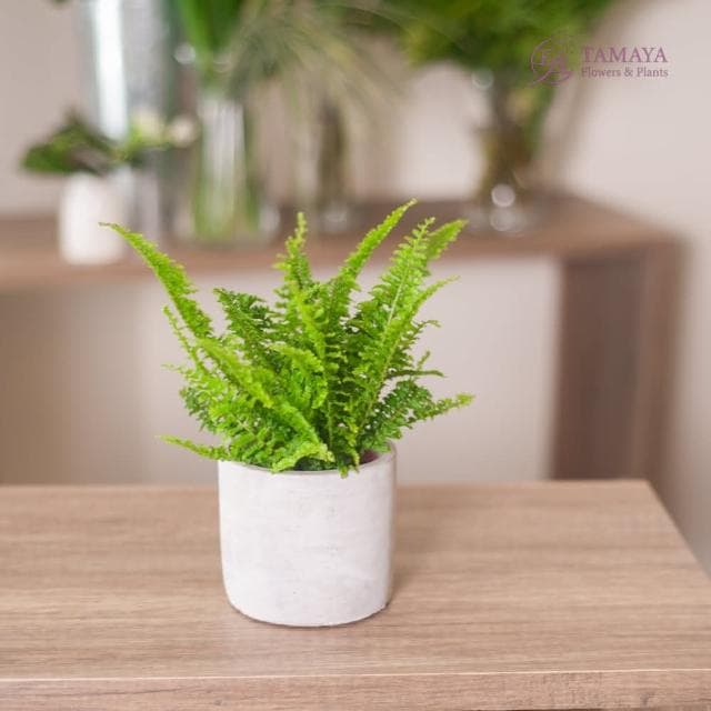 玉屋TAMAYA 蕾絲蕨盆栽(觀葉植物 開幕升遷 發表會 生日祝賀 告白 紀念日 畢業祝福)