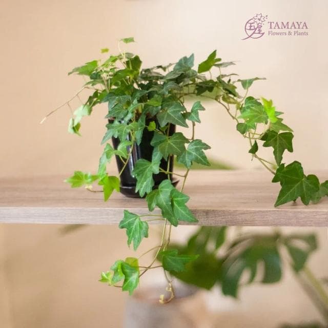 玉屋TAMAYA 常春藤盆栽(觀葉植物 開幕升遷 發表會 生日祝賀 告白 紀念日 畢業祝福)