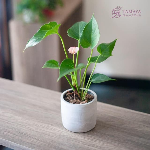 玉屋TAMAYA 迷你粉紅火鶴盆栽(觀葉植物 盆栽 開幕升遷 發表會 生日祝賀 告白 紀念日 畢業祝福)