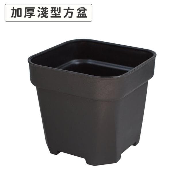 【Gardeners】多肉加厚透氣矮方盆10.5cm-10入植物盆栽園藝盆器方盆