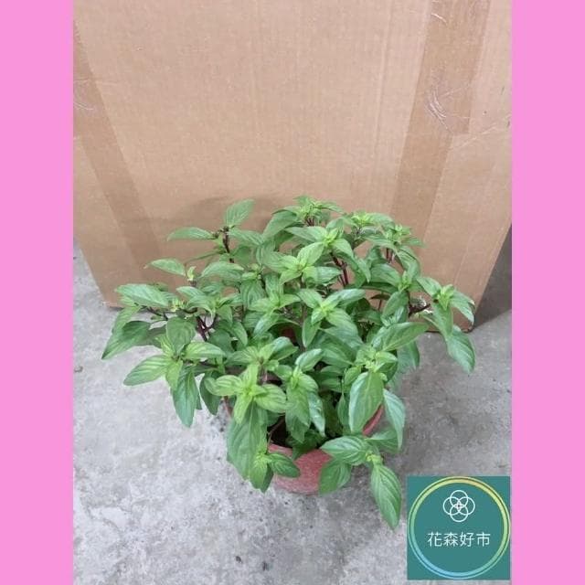 九層塔5-6吋(紅骨九層塔 植物 盆栽)