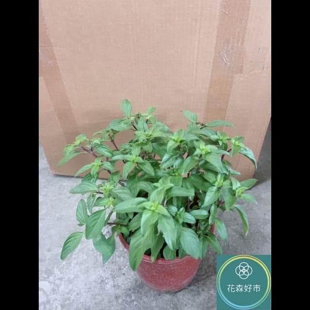 九層塔5-6吋(紅骨九層塔 植物 盆栽)