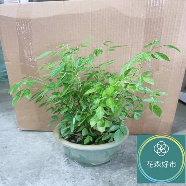 抹草(香氣 藥草 盆栽 避邪草 香草植物)