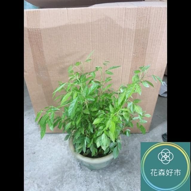 抹草(香氣 藥草 盆栽 避邪草 香草植物)