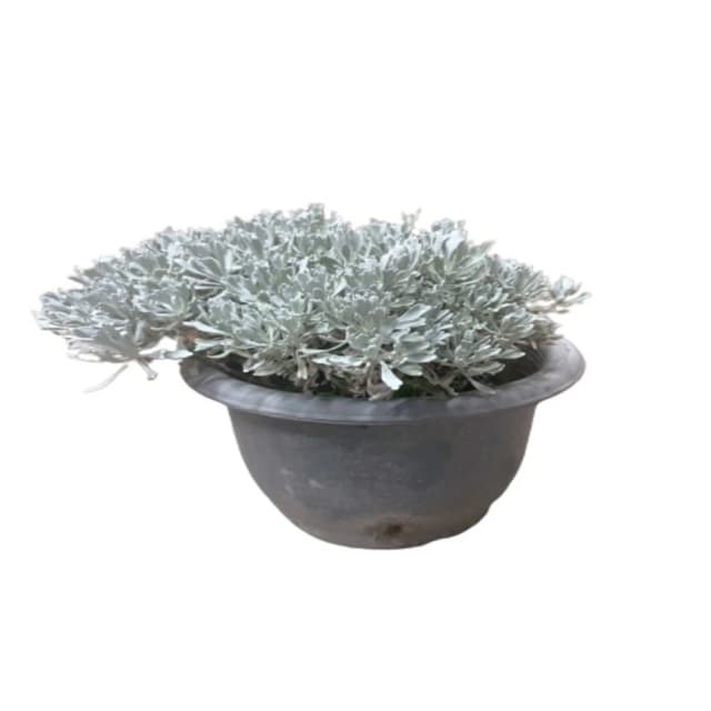 日本芙蓉 細葉芙蓉(香草植物 盆栽)