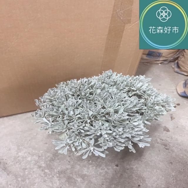 日本芙蓉 細葉芙蓉(香草植物 盆栽)