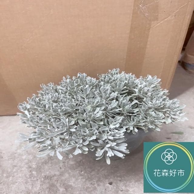 日本芙蓉 細葉芙蓉(香草植物 盆栽)