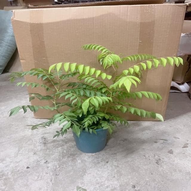 咖哩樹苗(香草植物 盆栽 咖哩香味)