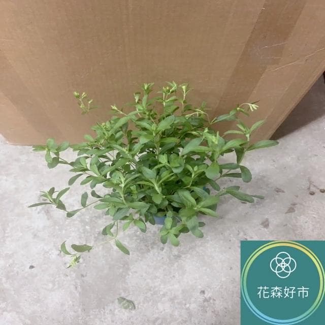 甜菊_5吋盆(香草植物 盆栽 天然代糖)
