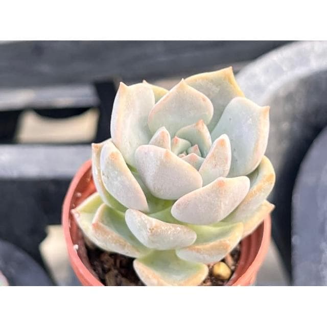 多肉好好買  一吋盆 白牡丹 多肉植物