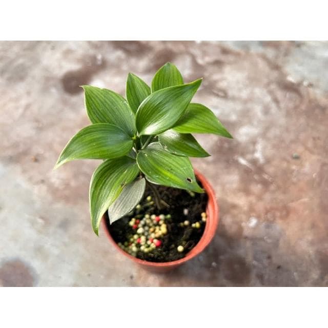 多肉好好買 三吋盆 可愛ㄉ 圓葉竹柏 觀葉 多肉植物