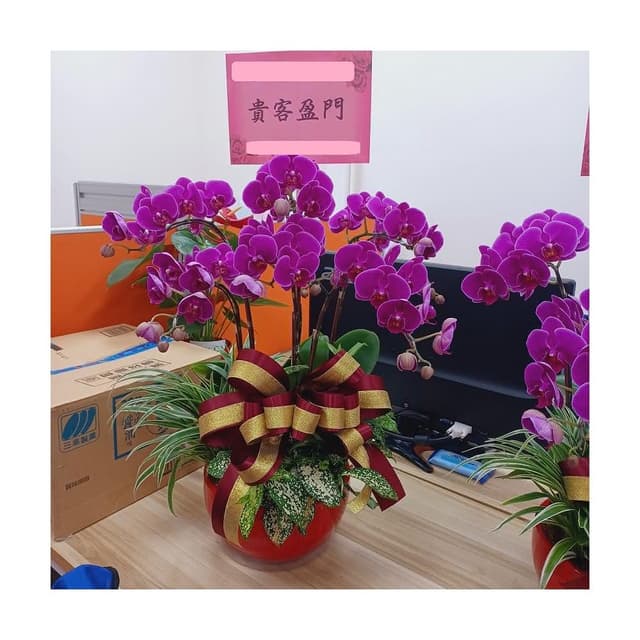 {宇璐花卉} 蝴蝶蘭組合盆栽/開幕開市/榮升榮調/喬遷/會員大會/競選總部成立/物品所在地台北市