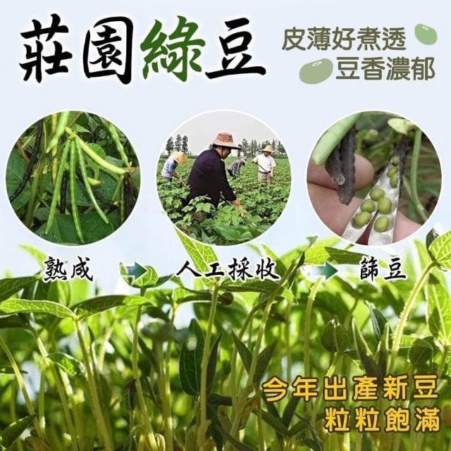 現貨  出清 嚴選油綠豆600g