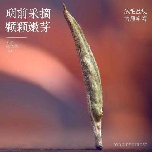 求求甄選 【7A白毫銀針】特級2024新茶全芽正宗白毫銀針茶葉白茶高山古樹茶