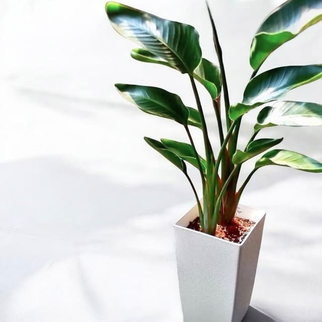 天堂鳥 白花天堂鳥盆栽七吋長方盆 開幕送禮 室內植物 觀葉植物 開幕盆栽 室內盆栽 盆栽植物  園藝 天堂鳥 龜背芋盆栽