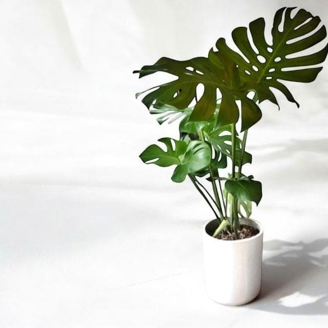 龜背芋盆栽八吋竹簍 開幕送禮 室內植物 觀葉植物 園藝 發財樹 琴葉榕 天堂鳥