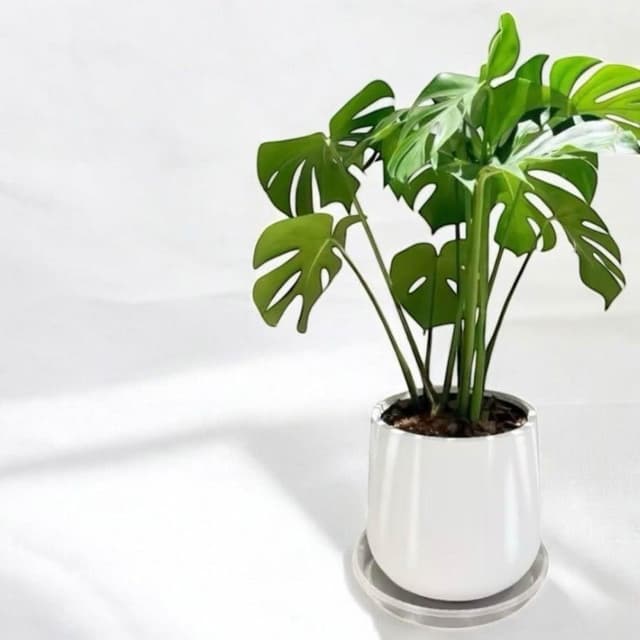 龜背芋盆栽短圓八吋水泥盆 開幕送禮 室內植物 觀葉植物 開幕盆栽 室內盆栽 盆栽植物  園藝 發財樹盆栽 天堂鳥 琴葉榕