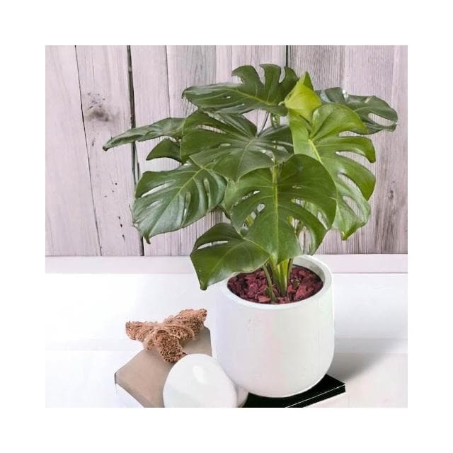 龜背芋盆栽短圓八吋水泥盆 開幕送禮 室內植物 觀葉植物 開幕盆栽 室內盆栽 盆栽植物  園藝 發財樹盆栽 天堂鳥 琴葉榕