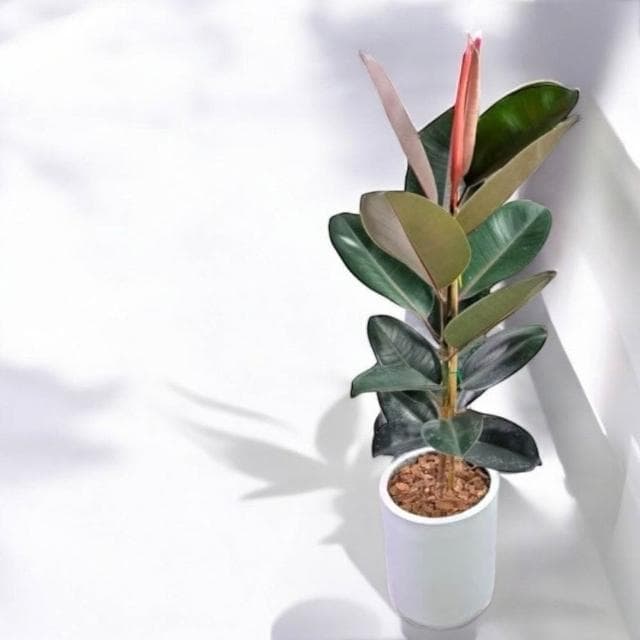 黑金剛橡膠樹 橡皮樹盆栽 八吋水泥盆 開幕送禮 室內植物 觀葉植物 開幕盆栽 室內盆栽 盆栽植物 發財樹盆栽 琴葉榕