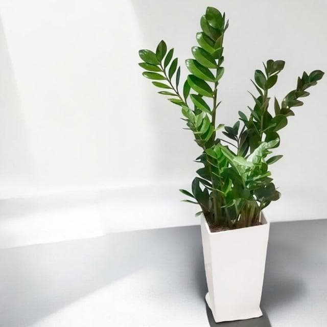 金錢樹 美鐵芋盆栽 七吋長方盆 開幕送禮 室內植物 觀葉植物 開幕盆栽 室內盆栽 盆栽植物 發財樹盆栽 天堂鳥 龜背芋