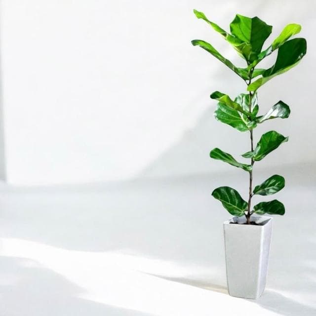 琴葉榕 大葉琴葉榕盆栽八吋長方盆 開幕送禮 室內植物 觀葉植物 開幕盆栽 室內盆栽 盆栽植物  園藝 發財樹盆栽
