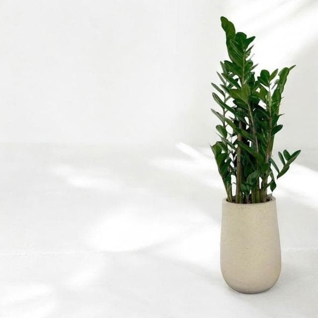 金錢樹 美鐵芋盆栽八吋水泥盆 竹簍 開幕送禮 室內植物 觀葉植物 開幕盆栽 室內盆栽 盆栽植物  園藝天堂鳥 龜背芋盆栽