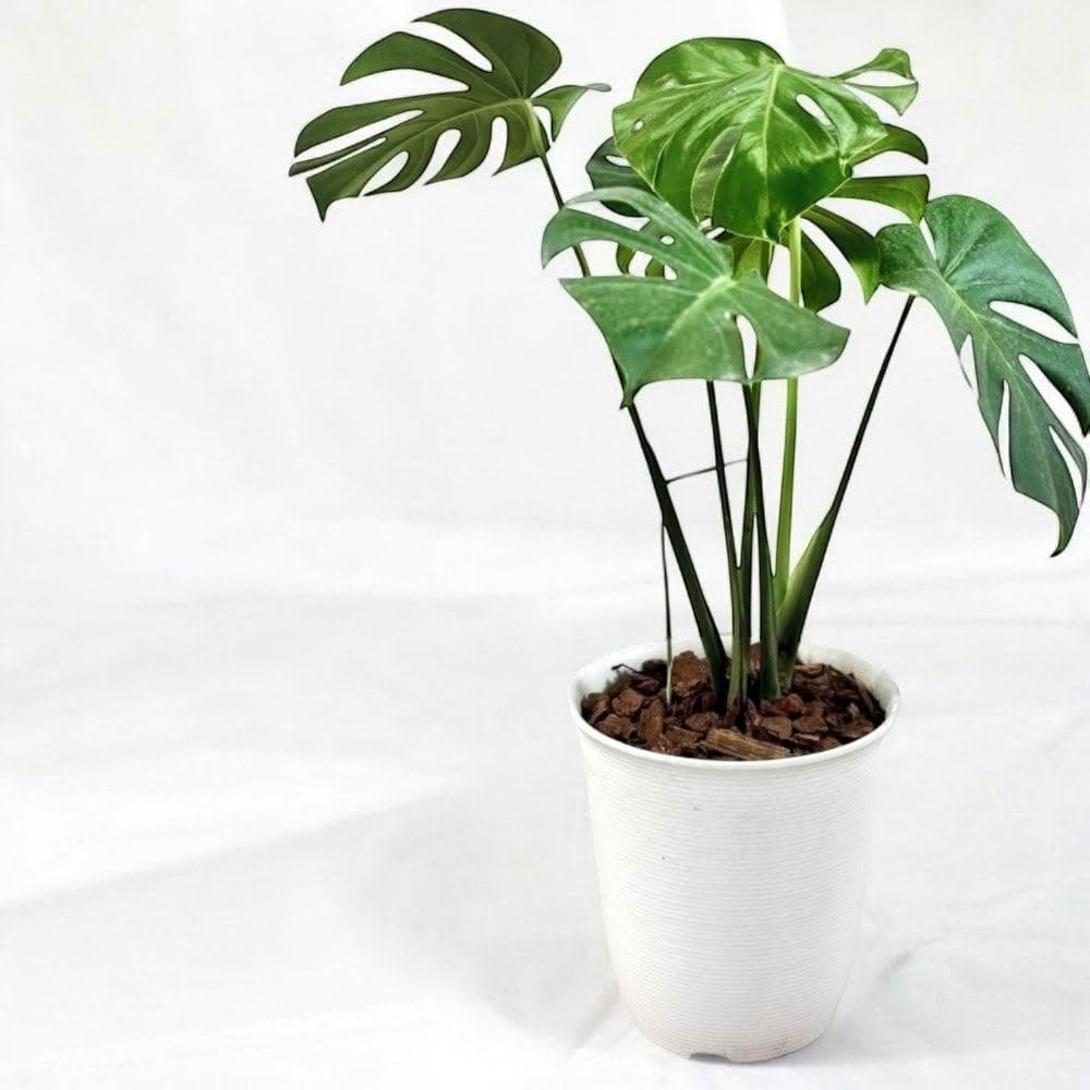 玠森工坊簡約龜背芋盆栽(室內植物 觀葉植物 禮物盆栽)