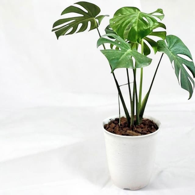 玠森工坊簡約龜背芋盆栽(室內植物 觀葉植物 禮物盆栽)