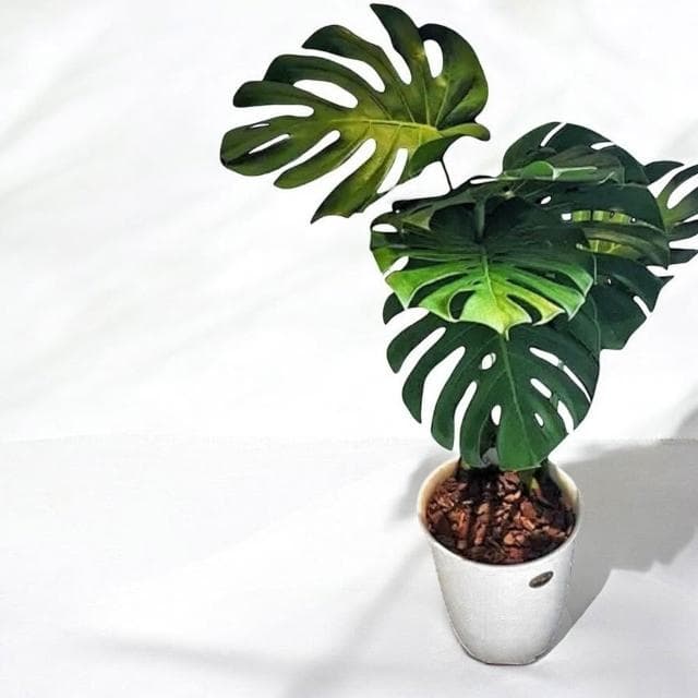 玠森工坊簡約龜背芋盆栽(室內植物 觀葉植物 禮物盆栽)