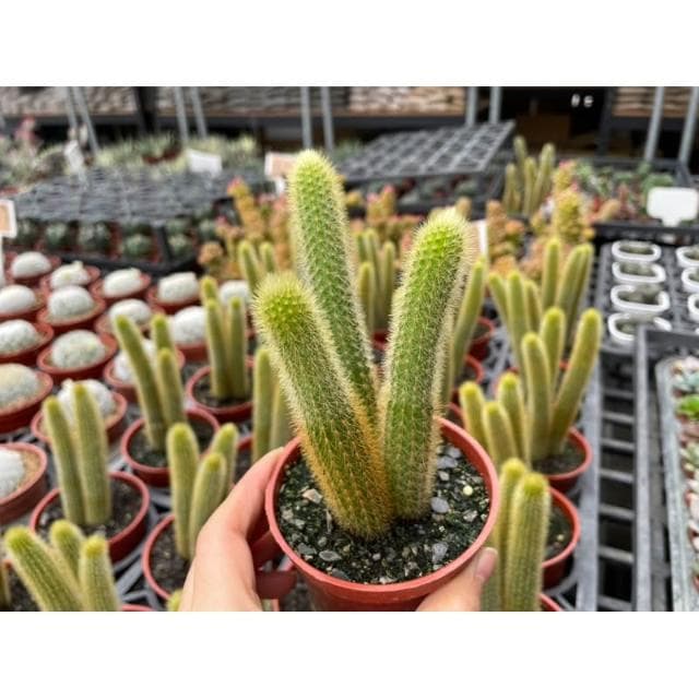 三吋盆 貓尾巴 仙人掌 多肉植物 現貨
