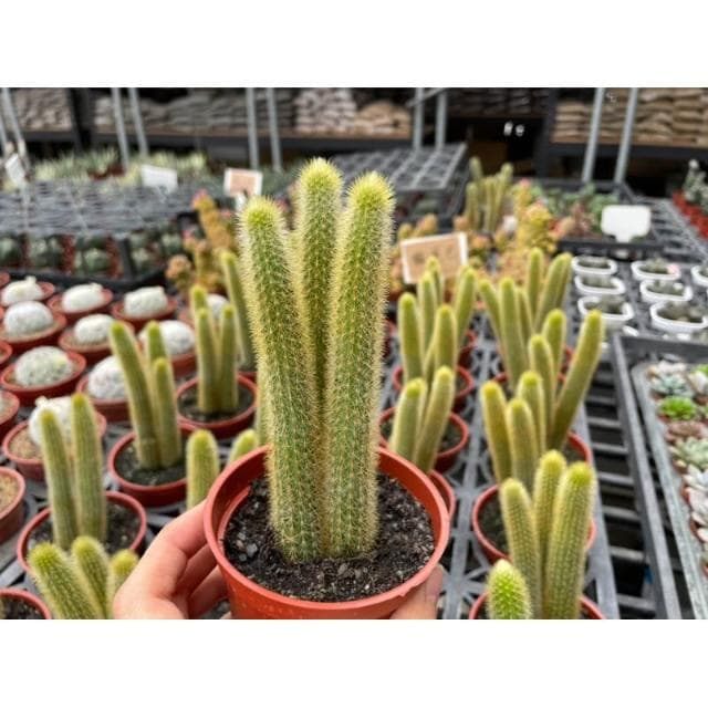 三吋盆 貓尾巴 仙人掌 多肉植物 現貨