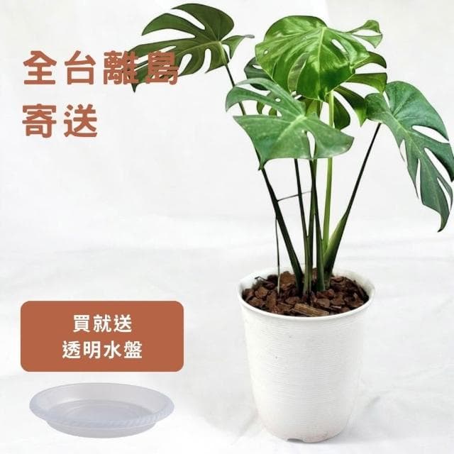 玠森工坊 龜背芋(大型觀葉植物 室內佈置 療癒系開運植栽)