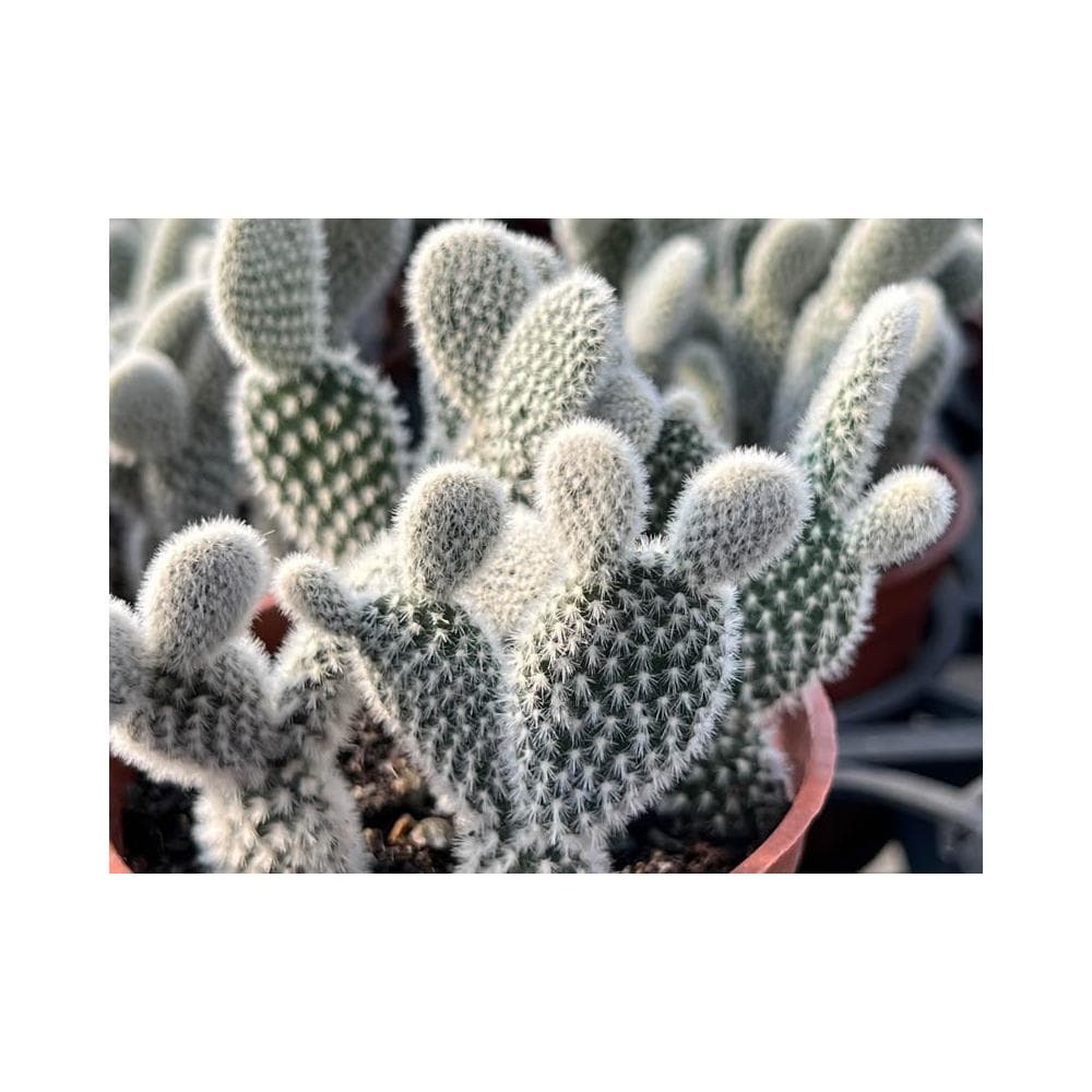 三寸盆 米老鼠 仙人掌植物 現貨