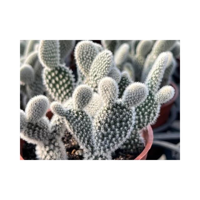 三寸盆 米老鼠 仙人掌植物 現貨