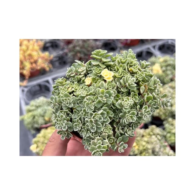 三寸盆 斑葉景天 多肉植物 現貨