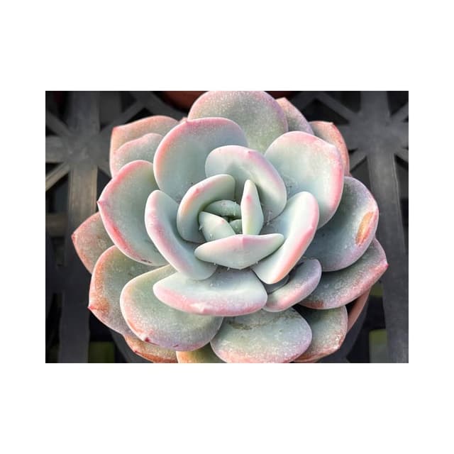 三吋盆 進口厚粉品種 多肉植物 現貨