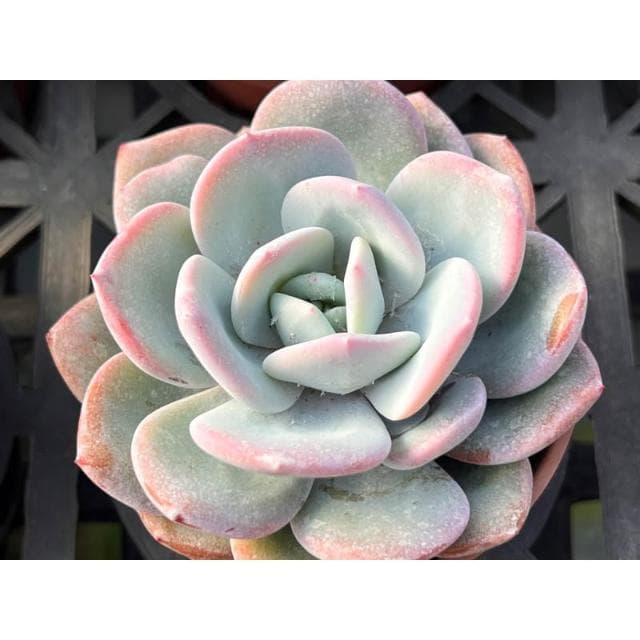 三吋盆 進口厚粉品種 多肉植物 現貨