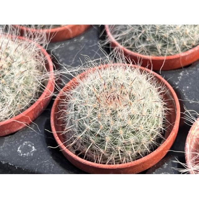 一寸盆 玉翁 多肉植物 現貨
