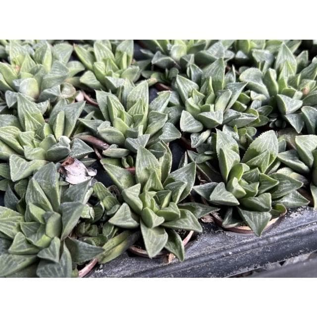 一寸盆 康平壽 多肉植物 現貨