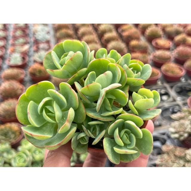 三寸盆 桃之嬌（滿盆）多肉植物 現貨
