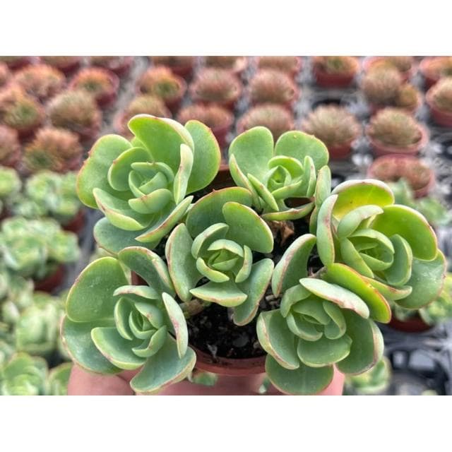 三寸盆 桃之嬌（滿盆）多肉植物 現貨