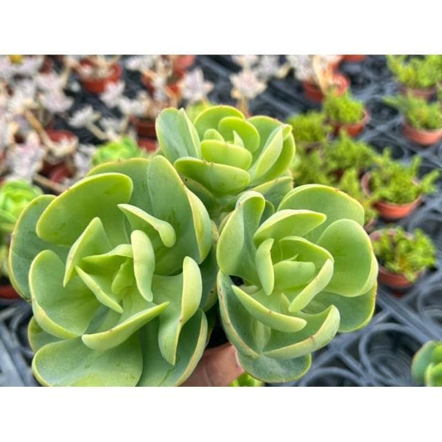 三寸盆 桃之嬌（滿盆）多肉植物 現貨