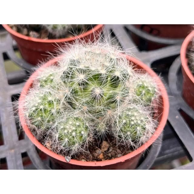 三吋盆 白紗禮服 仙人掌 多肉植物 現貨