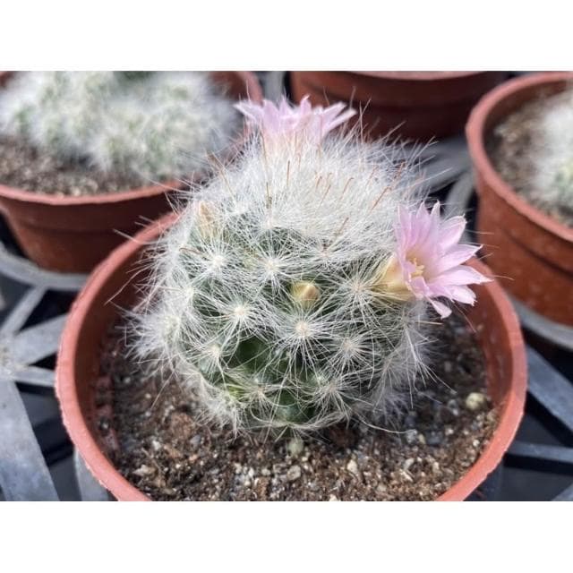 三吋盆 白紗禮服 仙人掌 多肉植物 現貨