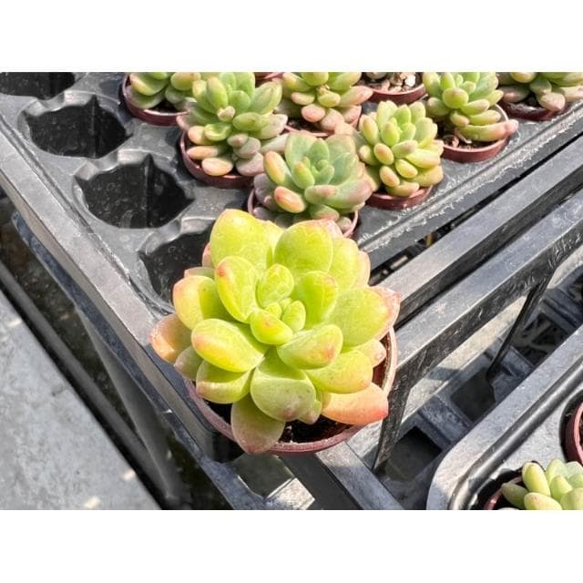 一寸盆 春萌/香格里拉（香味多肉）多肉植物 現貨