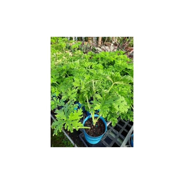 三吋盆 防蚊樹 觀葉 多肉植物 現貨