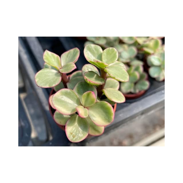 一吋盆 雅樂之舞 多肉植物 現貨